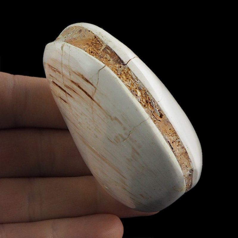 SKAMIENIAŁY MAŁŻ - 70 mm - JURA ŚRODKOWA (160 MLN LAT) - MADAGASKAR