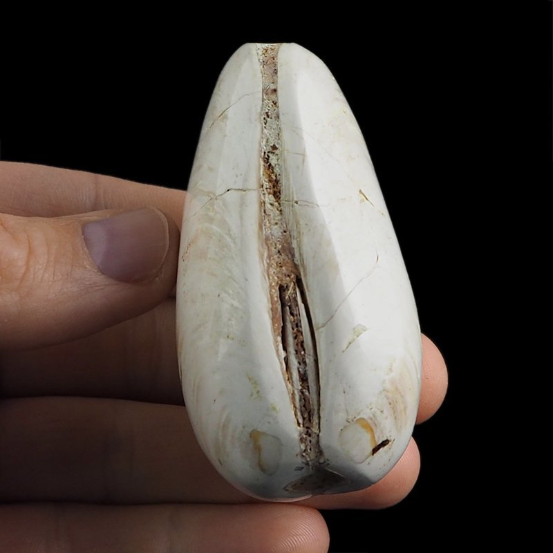 SKAMIENIAŁY MAŁŻ - 70 mm - JURA ŚRODKOWA (160 MLN LAT) - MADAGASKAR