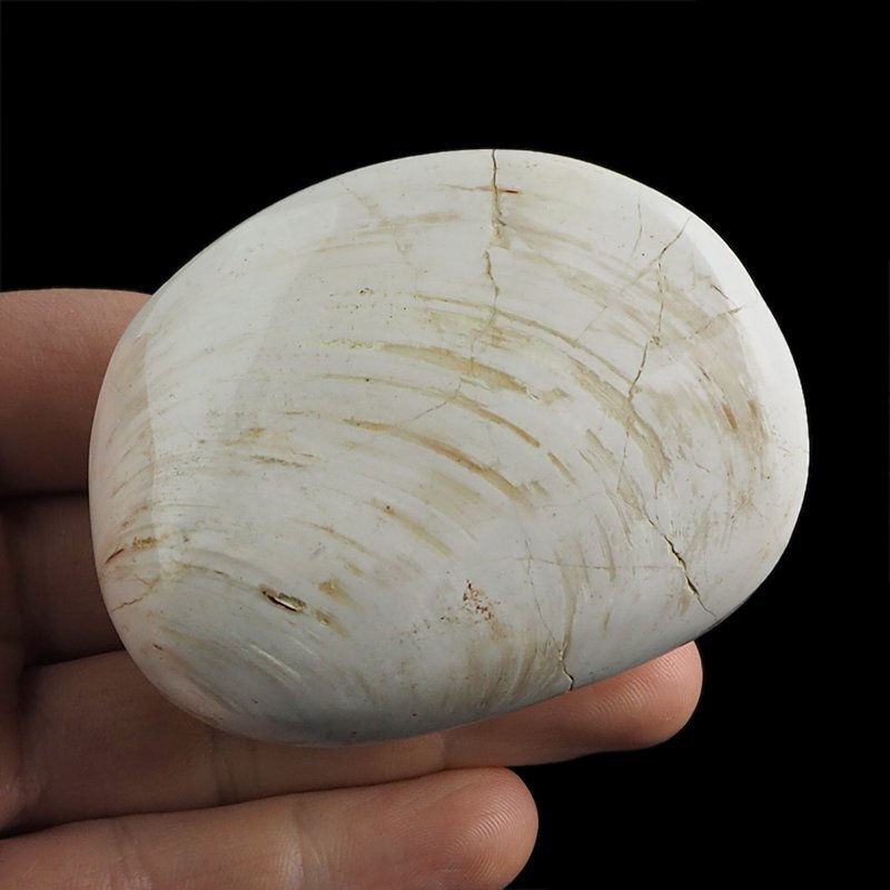 SKAMIENIAŁY MAŁŻ - 70 mm - JURA ŚRODKOWA (160 MLN LAT) - MADAGASKAR