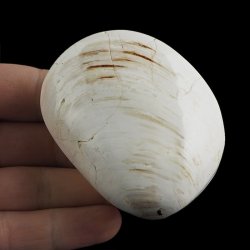 SKAMIENIAŁY MAŁŻ - 70 mm - JURA ŚRODKOWA (160 MLN LAT) - MADAGASKAR