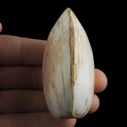 SKAMIENIAŁY MAŁŻ - 73 mm - JURA ŚRODKOWA (160 MLN LAT) - MADAGASKAR