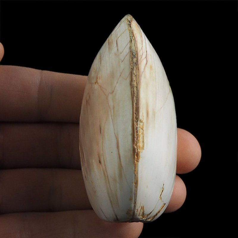 SKAMIENIAŁY MAŁŻ - 73 mm - JURA ŚRODKOWA (160 MLN LAT) - MADAGASKAR