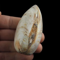 SKAMIENIAŁY MAŁŻ - 73 mm - JURA ŚRODKOWA (160 MLN LAT) - MADAGASKAR