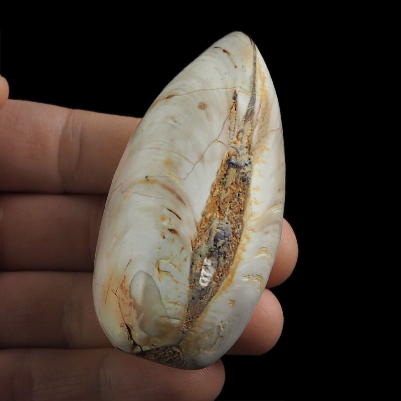 SKAMIENIAŁY MAŁŻ - 73 mm - JURA ŚRODKOWA (160 MLN LAT) - MADAGASKAR