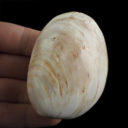 SKAMIENIAŁY MAŁŻ - 73 mm - JURA ŚRODKOWA (160 MLN LAT) - MADAGASKAR