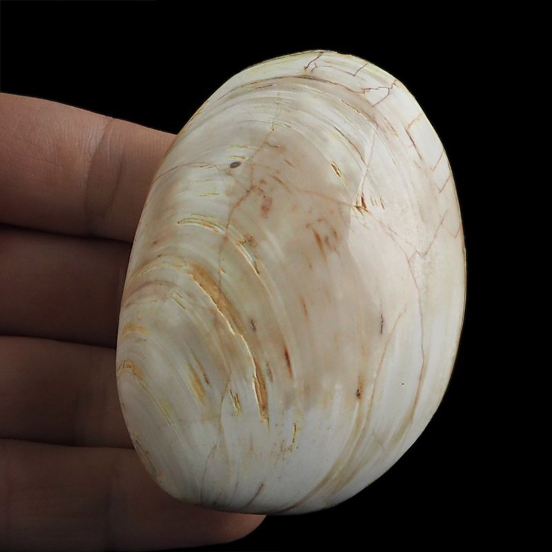 SKAMIENIAŁY MAŁŻ - 73 mm - JURA ŚRODKOWA (160 MLN LAT) - MADAGASKAR
