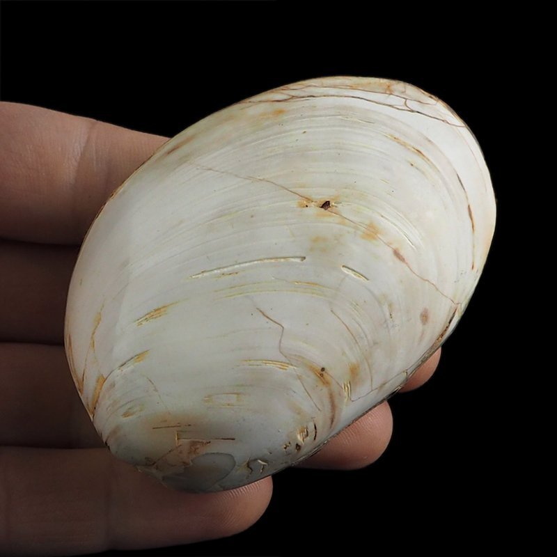 SKAMIENIAŁY MAŁŻ - 73 mm - JURA ŚRODKOWA (160 MLN LAT) - MADAGASKAR