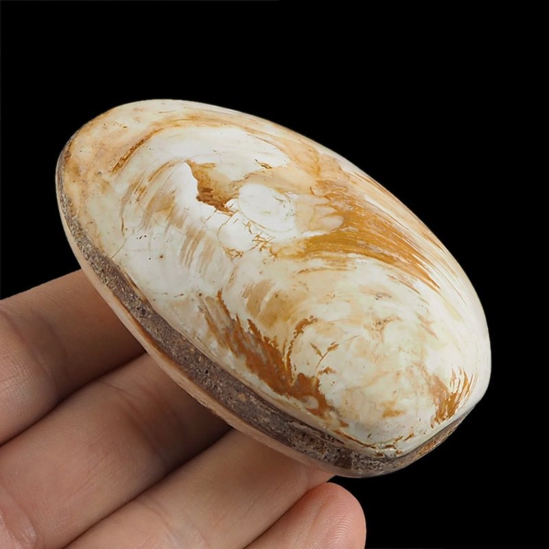 SKAMIENIAŁY MAŁŻ - 73 mm - JURA ŚRODKOWA (160 MLN LAT) - MADAGASKAR