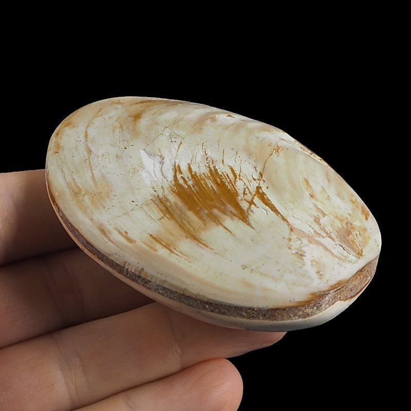 SKAMIENIAŁY MAŁŻ - 73 mm - JURA ŚRODKOWA (160 MLN LAT) - MADAGASKAR