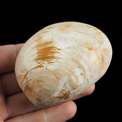 SKAMIENIAŁY MAŁŻ - 73 mm - JURA ŚRODKOWA (160 MLN LAT) - MADAGASKAR