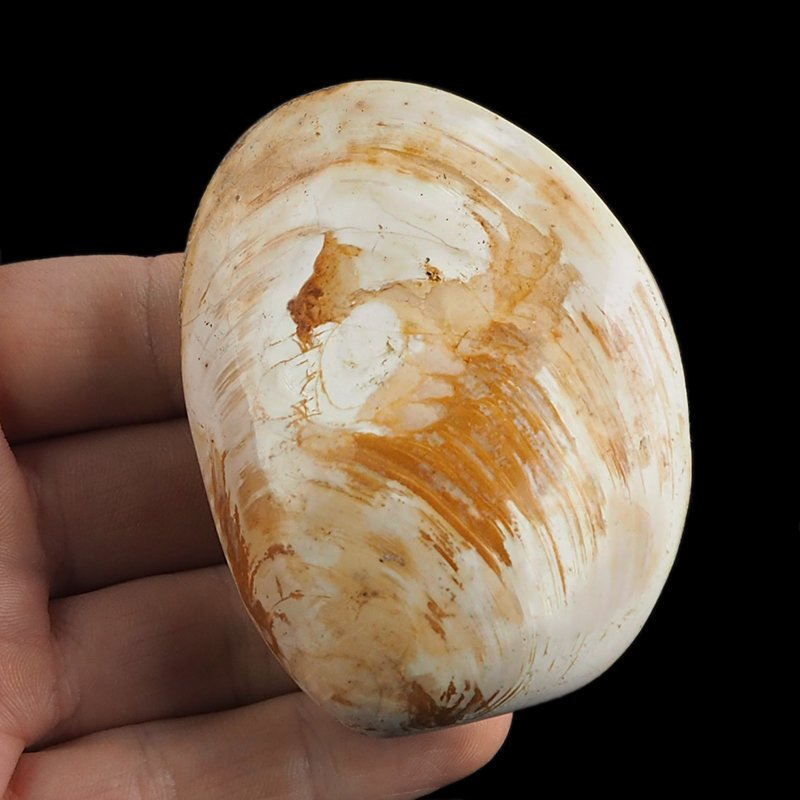 SKAMIENIAŁY MAŁŻ - 73 mm - JURA ŚRODKOWA (160 MLN LAT) - MADAGASKAR