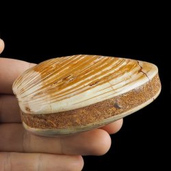 SKAMIENIAŁY MAŁŻ - 82 mm - JURA ŚRODKOWA (160 MLN LAT) - MADAGASKAR