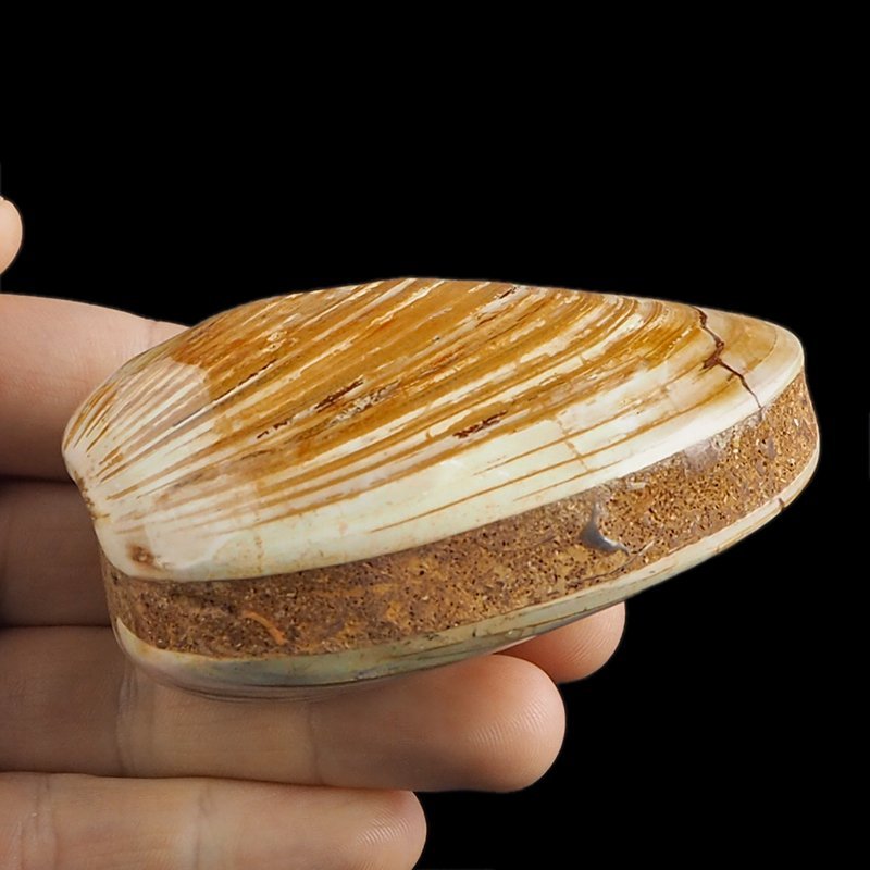 SKAMIENIAŁY MAŁŻ - 82 mm - JURA ŚRODKOWA (160 MLN LAT) - MADAGASKAR