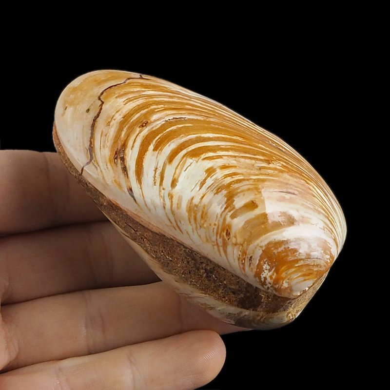 SKAMIENIAŁY MAŁŻ - 82 mm - JURA ŚRODKOWA (160 MLN LAT) - MADAGASKAR