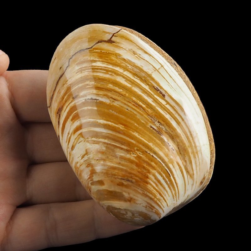 SKAMIENIAŁY MAŁŻ - 82 mm - JURA ŚRODKOWA (160 MLN LAT) - MADAGASKAR