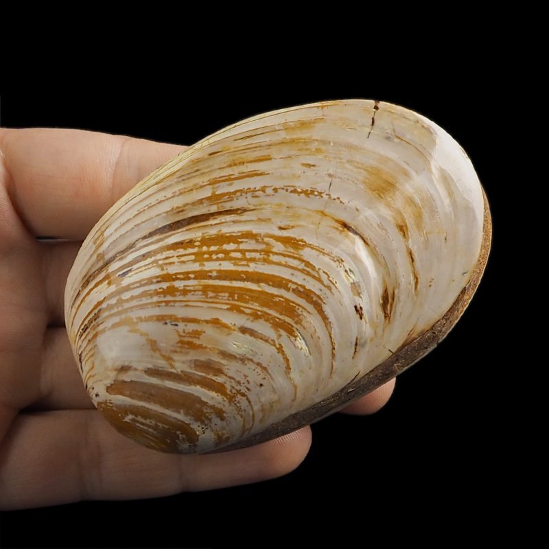 SKAMIENIAŁY MAŁŻ - 82 mm - JURA ŚRODKOWA (160 MLN LAT) - MADAGASKAR