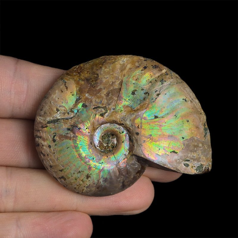 AMONIT Z OPALIZUJĄCĄ SKORUPĄ - 58 mm - 110 MLN LAT - MADAGASKAR