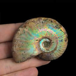 AMONIT Z OPALIZUJĄCĄ SKORUPĄ - 58 mm - 110 MLN LAT - MADAGASKAR