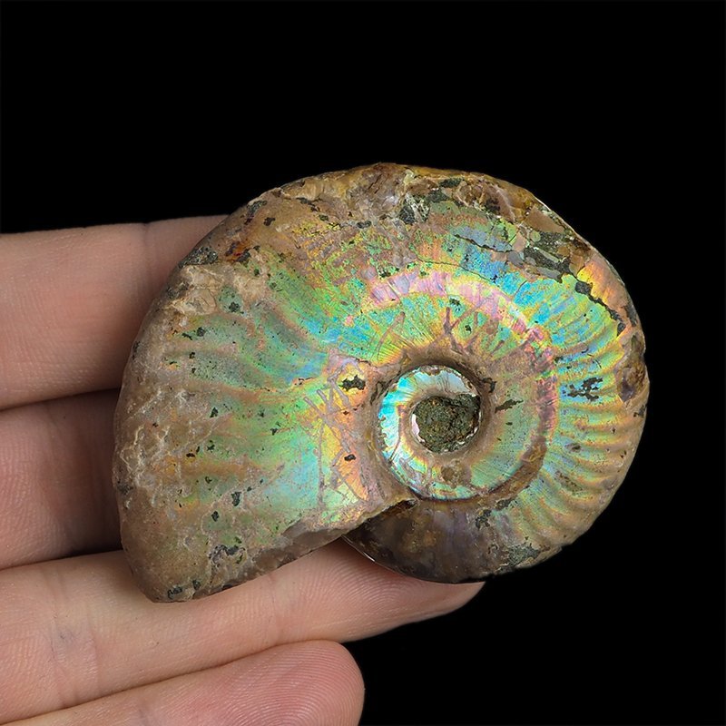 AMONIT Z OPALIZUJĄCĄ SKORUPĄ - 58 mm - 110 MLN LAT - MADAGASKAR