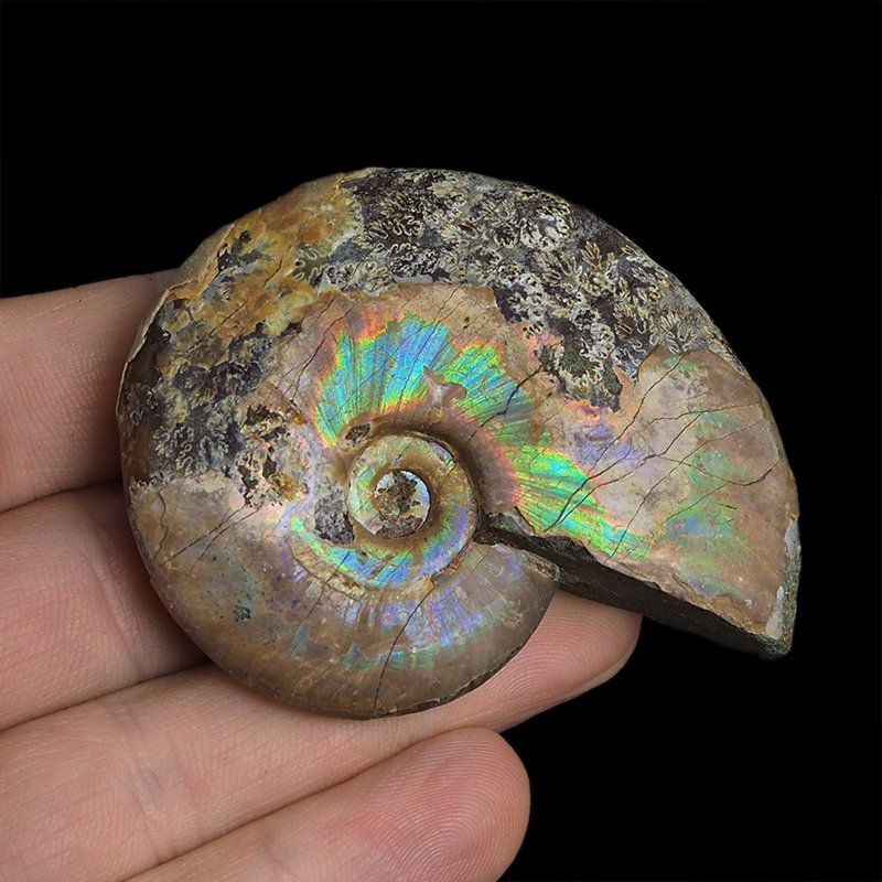 AMONIT Z OPALIZUJĄCĄ SKORUPĄ - 63 mm - 110 MLN LAT - MADAGASKAR