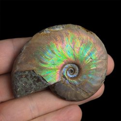 AMONIT Z OPALIZUJĄCĄ SKORUPĄ - 63 mm - 110 MLN LAT - MADAGASKAR