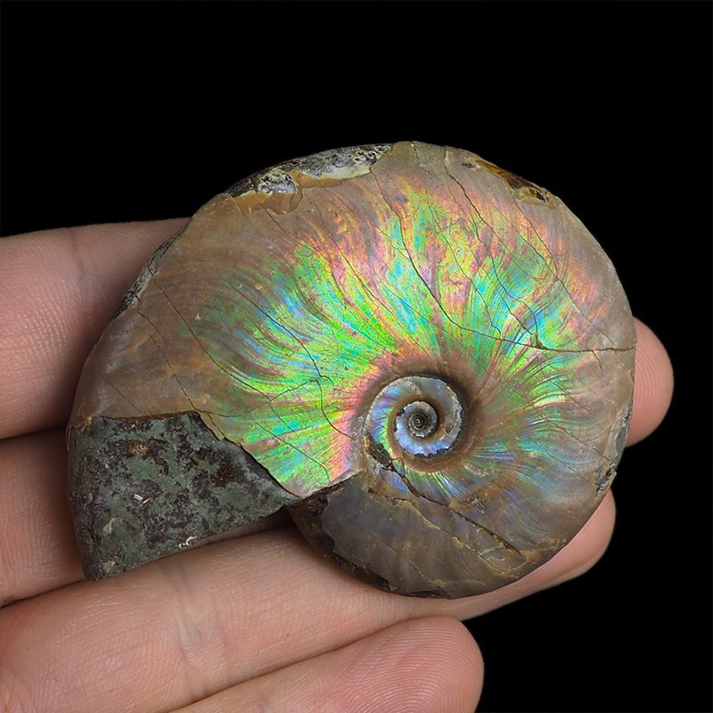 AMONIT Z OPALIZUJĄCĄ SKORUPĄ - 63 mm - 110 MLN LAT - MADAGASKAR