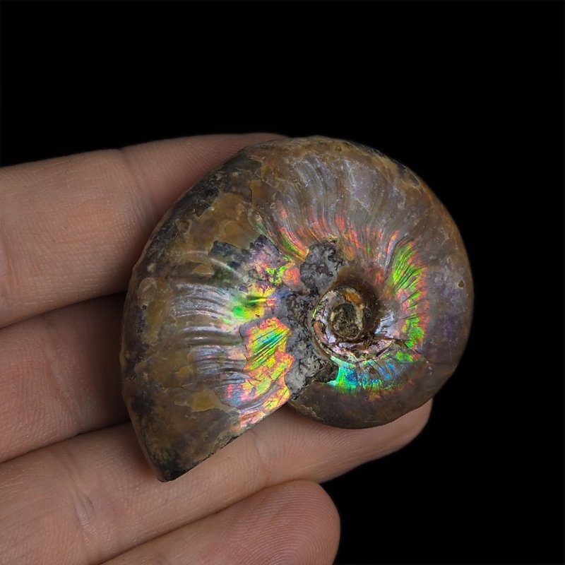 AMONIT Z OPALIZUJĄCĄ SKORUPĄ - 47 mm - 110 MLN LAT - MADAGASKAR