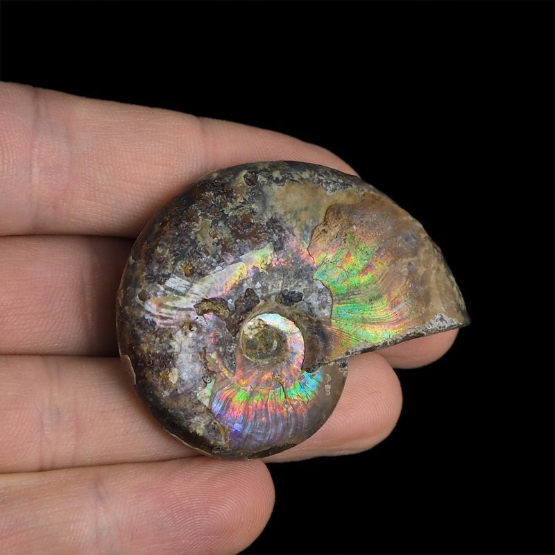 AMONIT Z OPALIZUJĄCĄ SKORUPĄ - 47 mm - 110 MLN LAT - MADAGASKAR