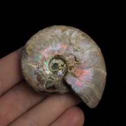 AMONIT Z OPALIZUJĄCĄ SKORUPĄ - 57 mm - 110 MLN LAT - MADAGASKAR