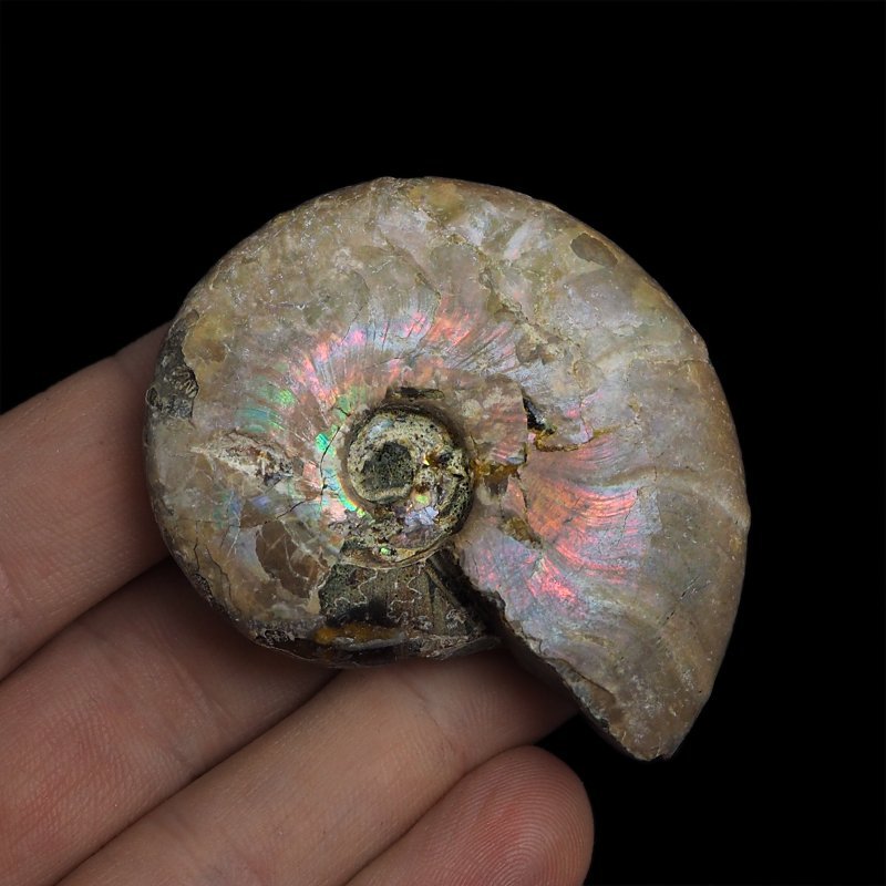 AMONIT Z OPALIZUJĄCĄ SKORUPĄ - 57 mm - 110 MLN LAT - MADAGASKAR