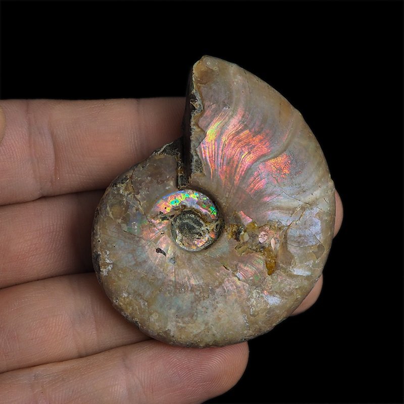 AMONIT Z OPALIZUJĄCĄ SKORUPĄ - 57 mm - 110 MLN LAT - MADAGASKAR