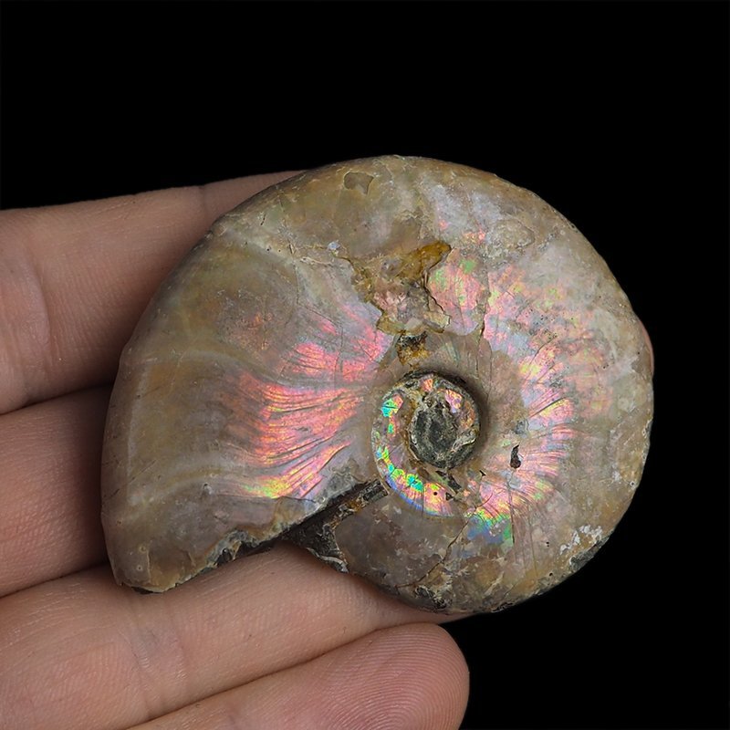 AMONIT Z OPALIZUJĄCĄ SKORUPĄ - 57 mm - 110 MLN LAT - MADAGASKAR