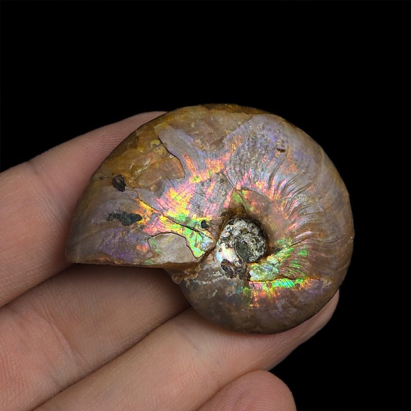 AMONIT Z OPALIZUJĄCĄ SKORUPĄ - 44 mm - 110 MLN LAT - MADAGASKAR