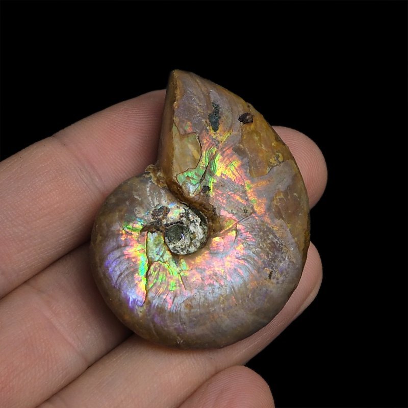 AMONIT Z OPALIZUJĄCĄ SKORUPĄ - 44 mm - 110 MLN LAT - MADAGASKAR