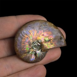 AMONIT Z OPALIZUJĄCĄ SKORUPĄ - 44 mm - 110 MLN LAT - MADAGASKAR