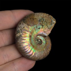 AMONIT Z OPALIZUJĄCĄ SKORUPĄ - 52 mm - 110 MLN LAT - MADAGASKAR