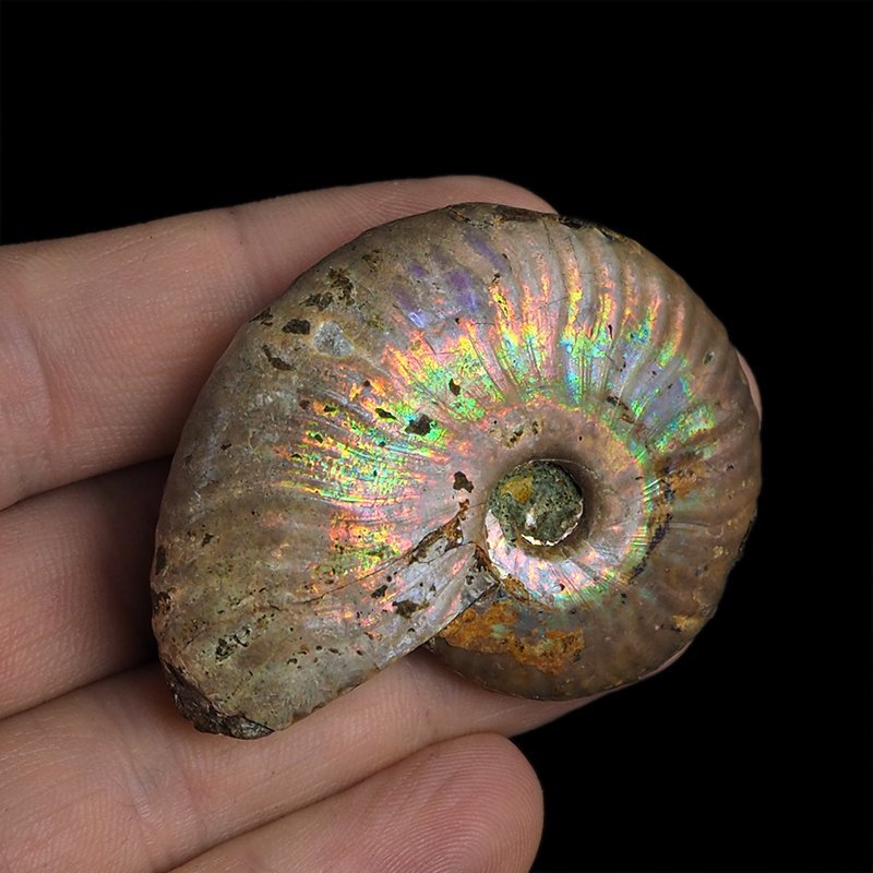 AMONIT Z OPALIZUJĄCĄ SKORUPĄ - 52 mm - 110 MLN LAT - MADAGASKAR