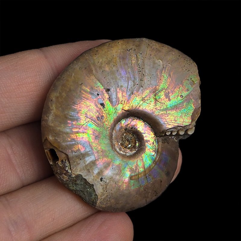 AMONIT Z OPALIZUJĄCĄ SKORUPĄ - 46 mm - 110 MLN LAT - MADAGASKAR