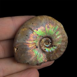 AMONIT Z OPALIZUJĄCĄ SKORUPĄ - 46 mm - 110 MLN LAT - MADAGASKAR
