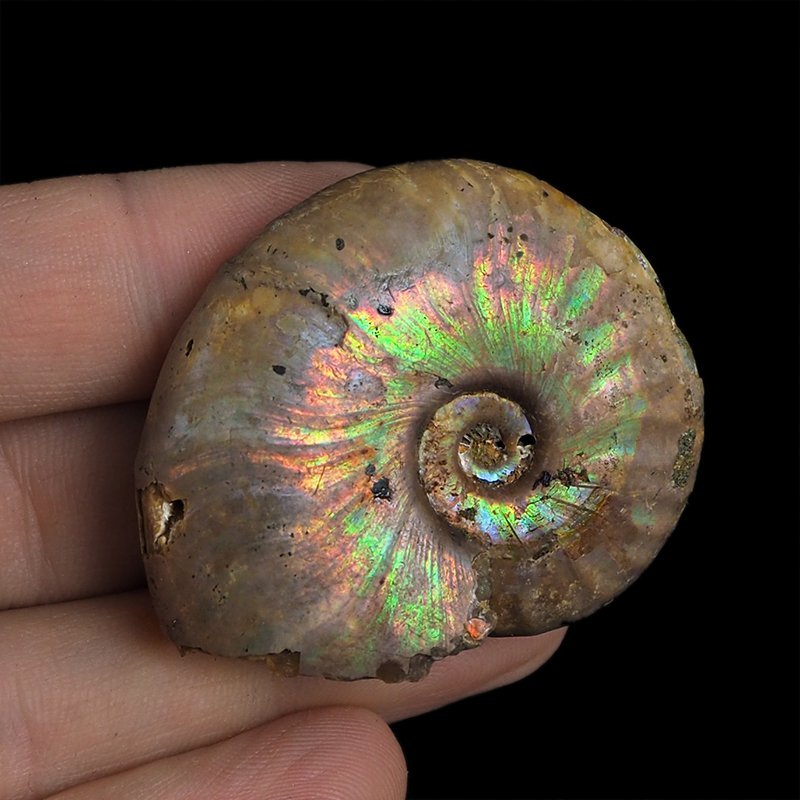 AMONIT Z OPALIZUJĄCĄ SKORUPĄ - 46 mm - 110 MLN LAT - MADAGASKAR