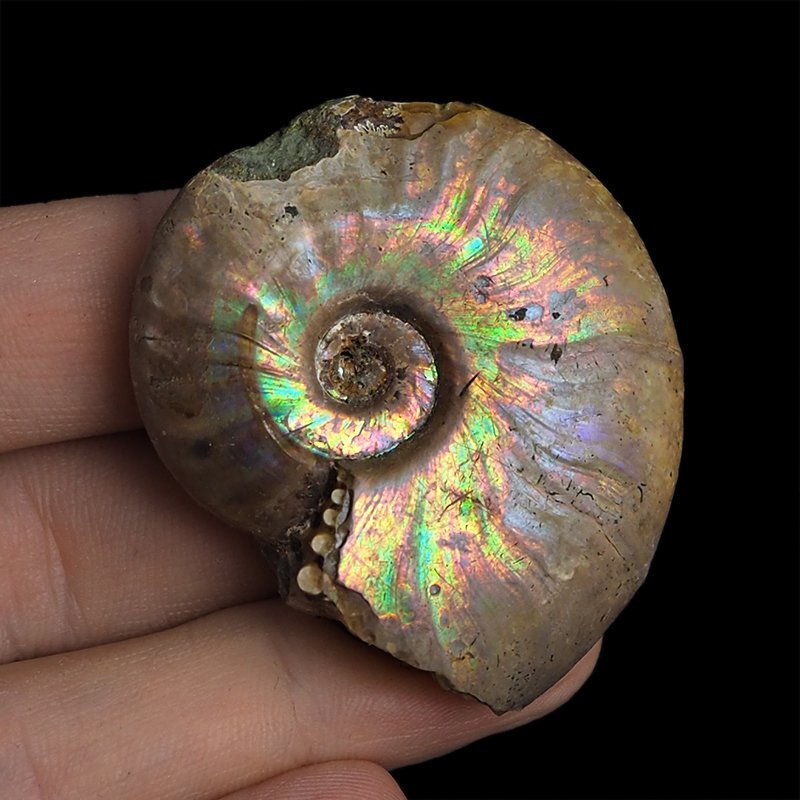 AMONIT Z OPALIZUJĄCĄ SKORUPĄ - 46 mm - 110 MLN LAT - MADAGASKAR