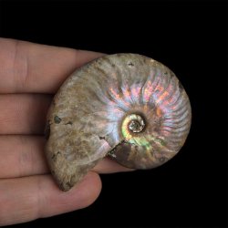 AMONIT Z OPALIZUJĄCĄ SKORUPĄ - 56 mm - 110 MLN LAT - MADAGASKAR