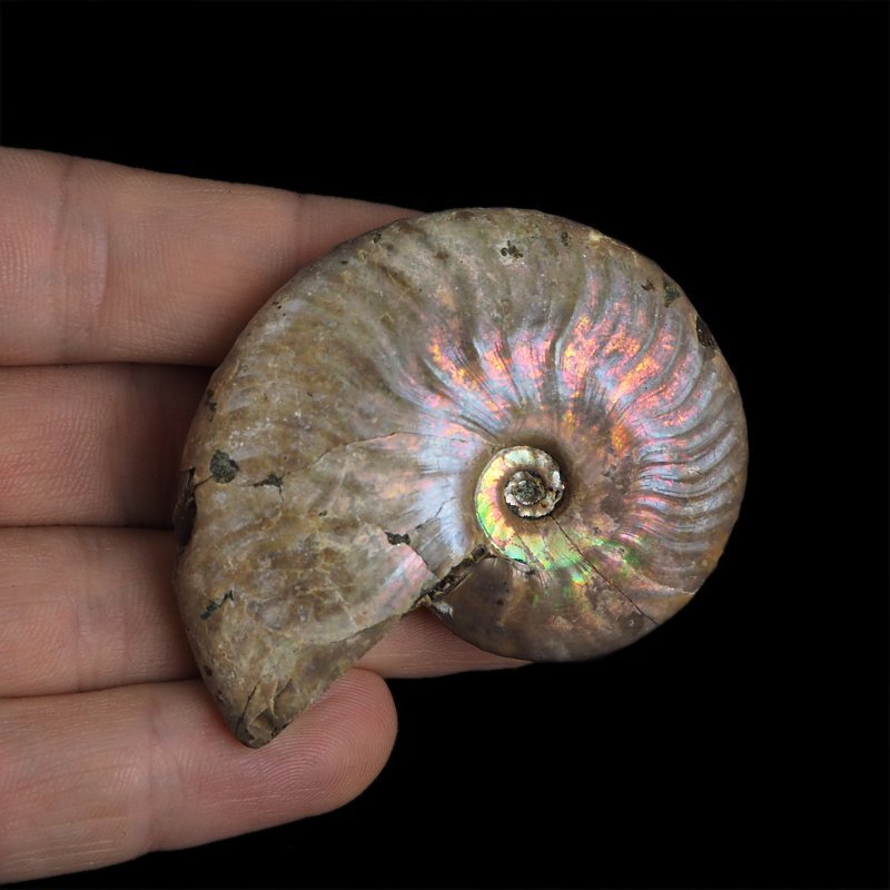 AMONIT Z OPALIZUJĄCĄ SKORUPĄ - 56 mm - 110 MLN LAT - MADAGASKAR
