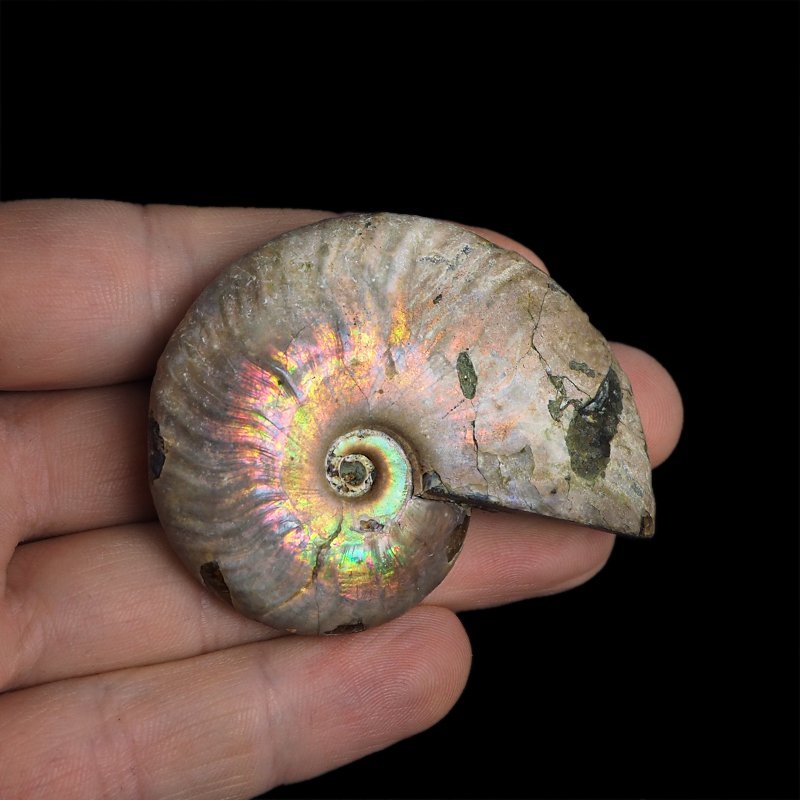 AMONIT Z OPALIZUJĄCĄ SKORUPĄ - 56 mm - 110 MLN LAT - MADAGASKAR