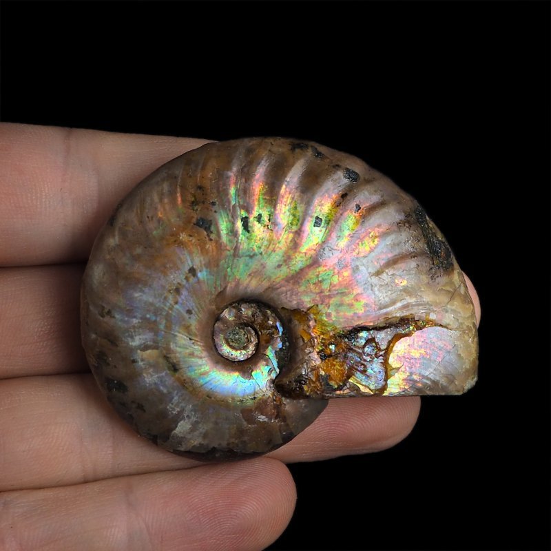 AMONIT Z OPALIZUJĄCĄ SKORUPĄ - 55 mm - 110 MLN LAT - MADAGASKAR