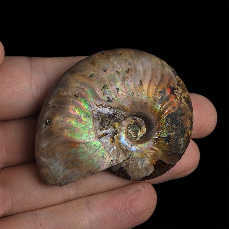 AMONIT Z OPALIZUJĄCĄ SKORUPĄ - 55 mm - 110 MLN LAT - MADAGASKAR