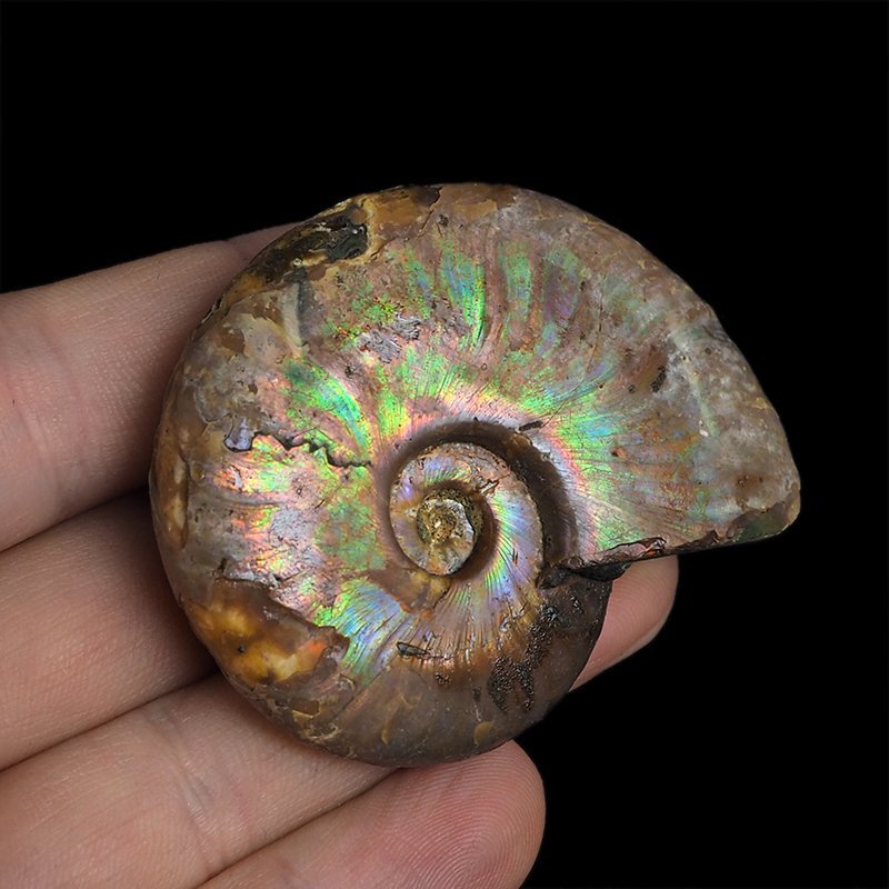 AMONIT Z OPALIZUJĄCĄ SKORUPĄ - 54 mm - 110 MLN LAT - MADAGASKAR