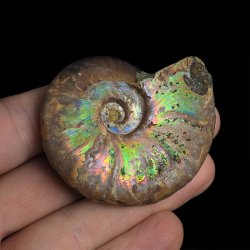 AMONIT Z OPALIZUJĄCĄ SKORUPĄ - 54 mm - 110 MLN LAT - MADAGASKAR