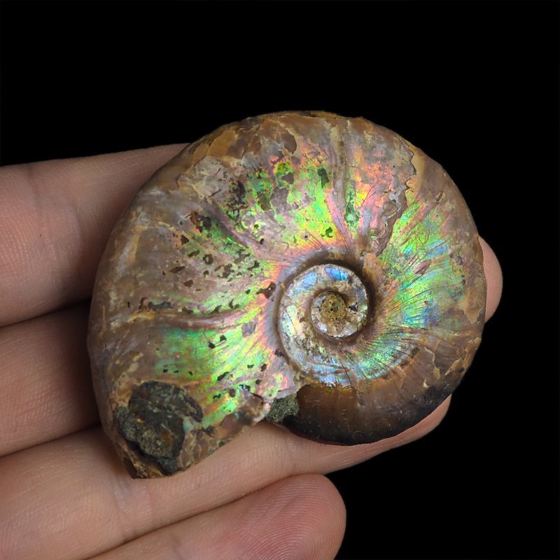 AMONIT Z OPALIZUJĄCĄ SKORUPĄ - 54 mm - 110 MLN LAT - MADAGASKAR