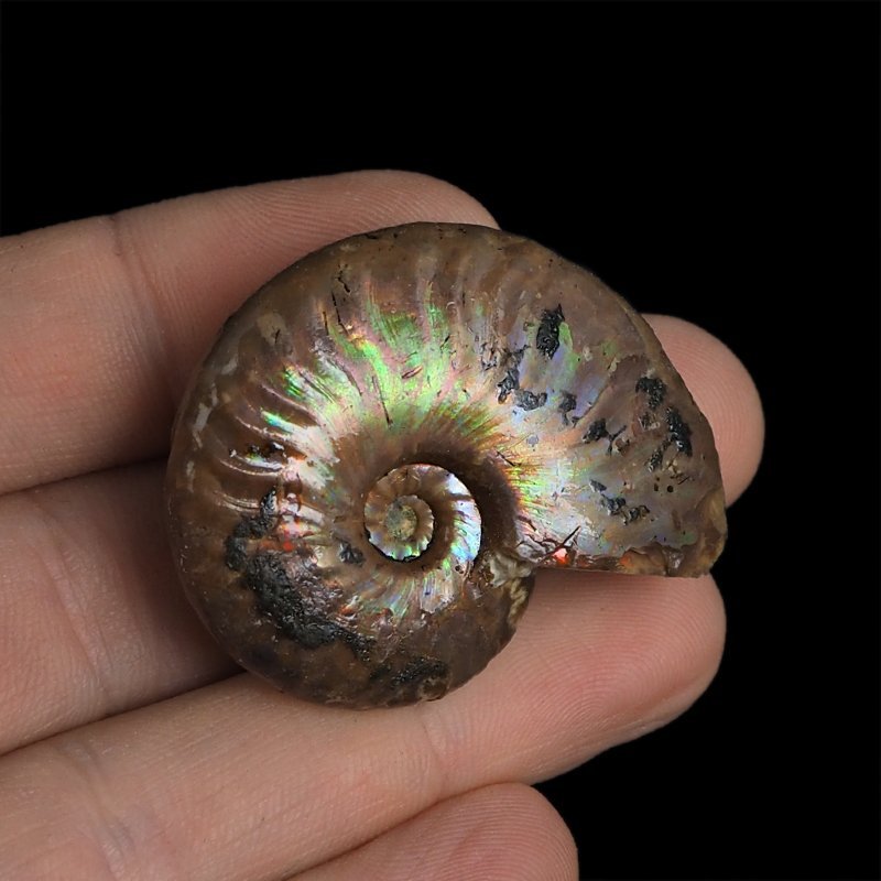 AMONIT Z OPALIZUJĄCĄ SKORUPĄ - 40 mm - 110 MLN LAT - MADAGASKAR